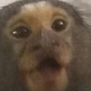 Meet your Posher, Joseph